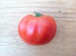 ZTOTGARMA Tomato Arkansas Marvel 10 seeds TessGruun
