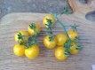ZTOTGARYC Tomato Aunt Ruby's Yellow Cherry 10 seeds TessGruun