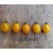 ZTOTGAU Tomate Aurantiacum 10 semillas TessGruun