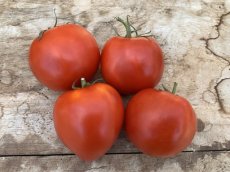 Tomato Ballada 10 seeds TessGruun