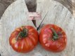 ZTOTGBEEF Tomate Beefmaster 10 graines TessGruun