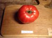 ZTOTGBERO Tomato Belle Rousse 10 seeds TessGruun