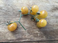 ZTOTGBLGOBE Tomaat Blue Gold Berries 10 zaden TessGruun