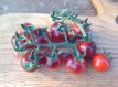 ZTOTGBLUBER Tomaat Blue Berries 10 zaden TessGruun