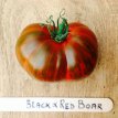 ZTOTGBRB Tomato Black & Red Boar 10 seeds TessGruun
