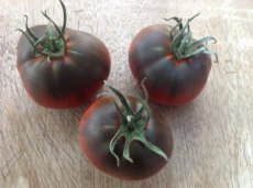 Tomate Black Sea Man 10 graines TessGruun