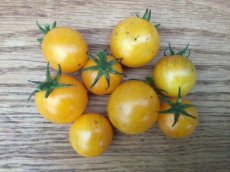 ZTOTGCAKI Tomate Canary Kiss 10 samen