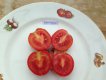 ZTOTGCAM Tomate Campbell 10 semillas TessGruun
