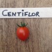 Tomaat Centiflor Red 10 zaden TessGruun