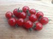 Tomaat Cherry Cascade 10 zaden TessGruun