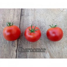 ZTOTGCHE Tomate Chernomor 10 graines TessGruun