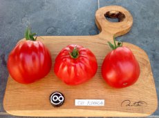 ZTOTGCODAL Tomate Coeur D'Albenga 10 semillas TessGruun
