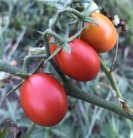 ZTOTGCROVA Tomate Crovarese 10 graines