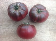 ZTOTGDAPUBE Tomato Dark Purple Beefsteak 10 seeds TessGruun