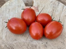 ZTOTGDENAR Tomate Denar 10 semillas