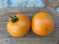 ZTOTGEAOFED Tomate Earl of Edgecombe 10 semillas