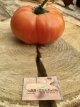ZTOTGEVAMST Tomato Eva’s Amish Stripe 10 seeds TessGruun