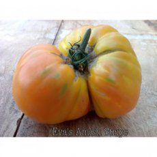 ZTOTGEVAMST Tomato Eva’s Amish Stripe 10 seeds TessGruun