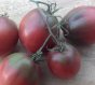 ZTOTGEVPUPE Tomate Evans Purple Pear 10 graines TessGruun