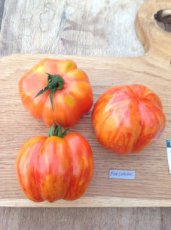 ZTOTGFO Tomate Forshmak 10 semillas TessGruun