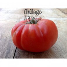 ZTOTGGA Tomato Gallego 10 seeds TessGruun