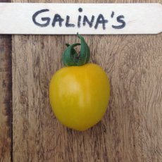 ZTOTGGAL Tomato Galina s 10 seeds TessGruun