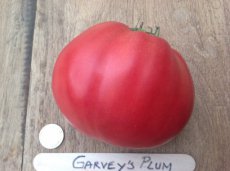 ZTOTGGAPL Tomato Garvey's Plum 10 seeds TessGruun