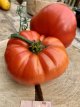 ZTOTGGEDAVI Tomate Géante d'Avila 10 semillas