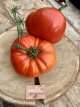 ZTOTGGEDAVI Tomate Géante d'Avila 10 semillas