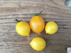 ZTOTGGIDEVE Tomato Giallo del Vesuvio 10 seeds