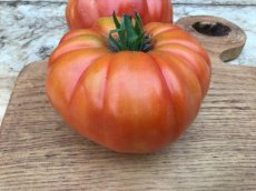 ZTOTGMANC Tomato Manchego 10 seeds TessGruun