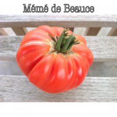 Tomaat Mémé de Beauce 10 zaden TessGruun