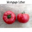 ZTOTGMOLI Tomato Radiator Charlie's Mortgage Lifter 10 seeds TessGruun