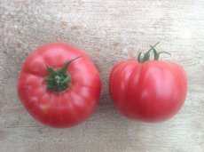 ZTOTGMOLI Tomato Radiator Charlie's Mortgage Lifter 10 seeds TessGruun