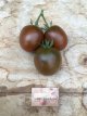 ZTOTGNOCHA Tomate Noire Charbonneuse 10 samen TessGruun