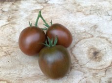 ZTOTGNOCHA Tomate Noire Charbonneuse 10 samen TessGruun