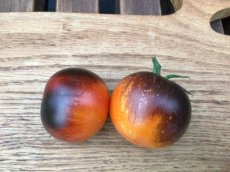 ZTOTGORBL Tomato Orange Blue 10 seeds TessGruun