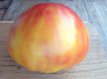 Tomaat Peaches and Cream 10 zaden TessGruun