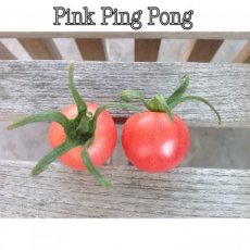 Tomaat Pink Ping Pong 10 zaden TessGruun