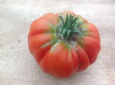 ZTOTGPR Tomato Provenzano 10 seeds TessGruun
