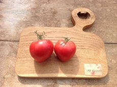 ZTOTGSGPE Tomate SGT Pepper’s 10 samen TessGruun