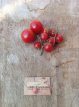 Tomaat Siberian Superior Cherry 10 zaden TessGruun