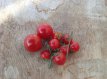 Tomaat Siberian Superior Cherry 10 zaden TessGruun