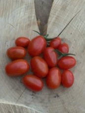 ZTOTGSPR Tomaat Sprite 5 zaden TessGruun