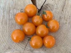 ZTOTGTERO Tomate Tess Royal 10 semillas