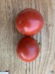 ZTOTGTH Tomate Thessaloniki 10 samzn TessGruun