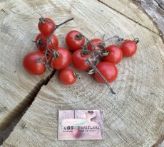 ZTOTGTUMBL Tomate Tumbler 10 semillas