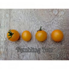 ZTOTGTUTOYE Tomate Tumbling Tom Jaune 10 semillas TessGruun