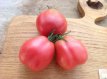 ZTOTGUKPE Tomato Ukrainian Pear 10 seeds TessGruun