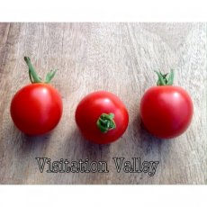 ZTOTGVIVA Tomate Visitacion Valley - Visitation Valley 10 graines TessGruun